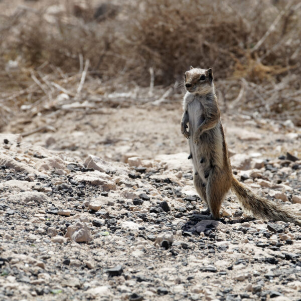 Barbary Egern (Fuerteventura)