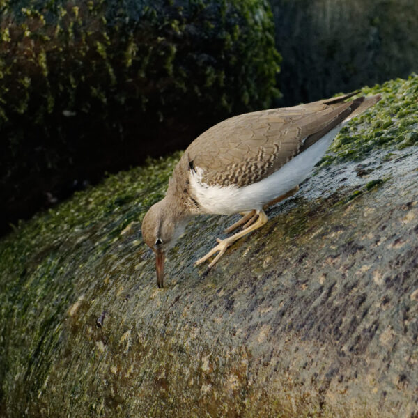 Plettet mudderklire (ungfugl)
